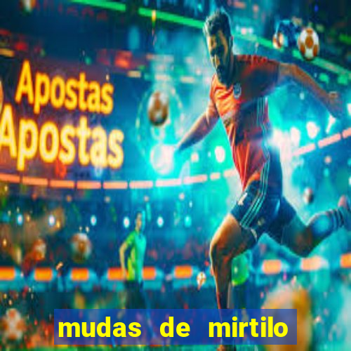 mudas de mirtilo em porto alegre