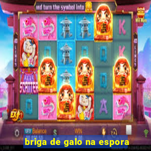 briga de galo na espora